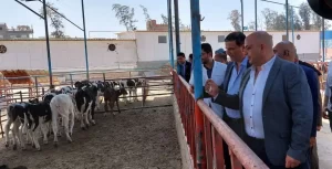 البنك الزراعي يمول مشروعات الإنتاج الحيواني