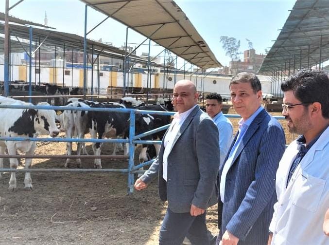 البنك الزراعي يمول مشروعات الإنتاج الحيواني